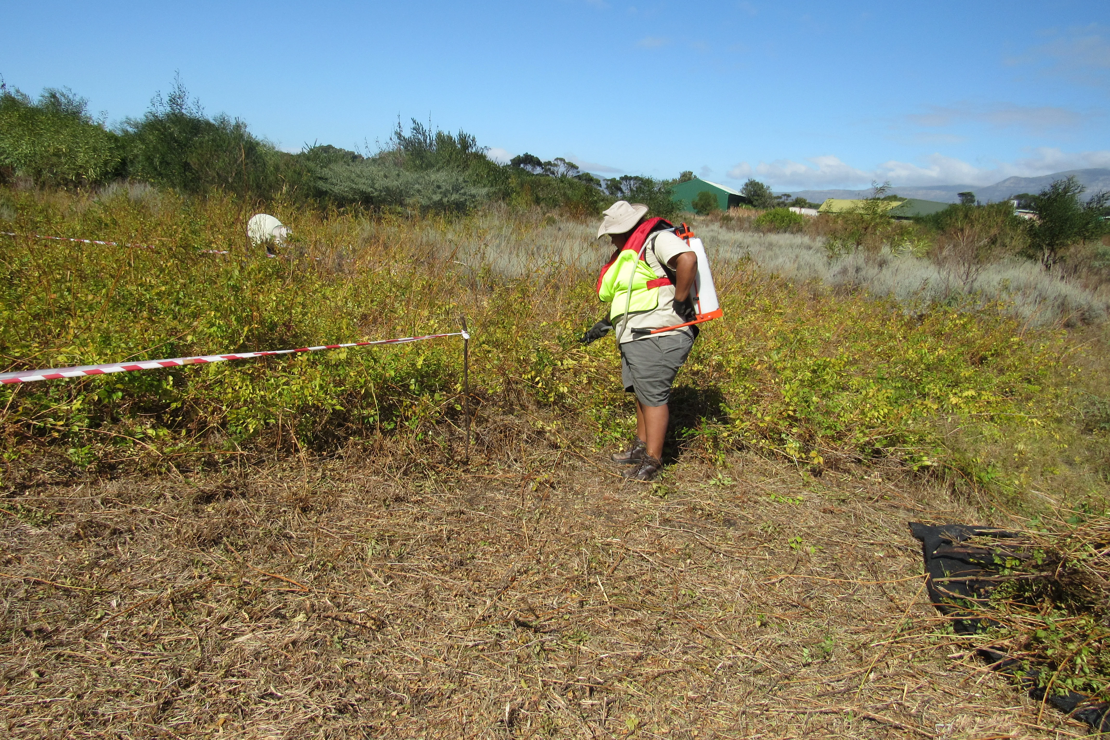 Make A Difference Week: Ecological Restoration of Cape Flats Sand Fynbos at Kenilworth Racecourse: A collaboration with the Society for Ecological Restoration Africa, photo 2