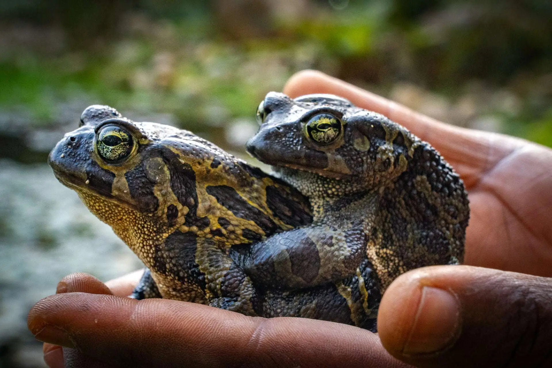 Protecting South Africa’s endangered amphibian through innovative conservation efforts