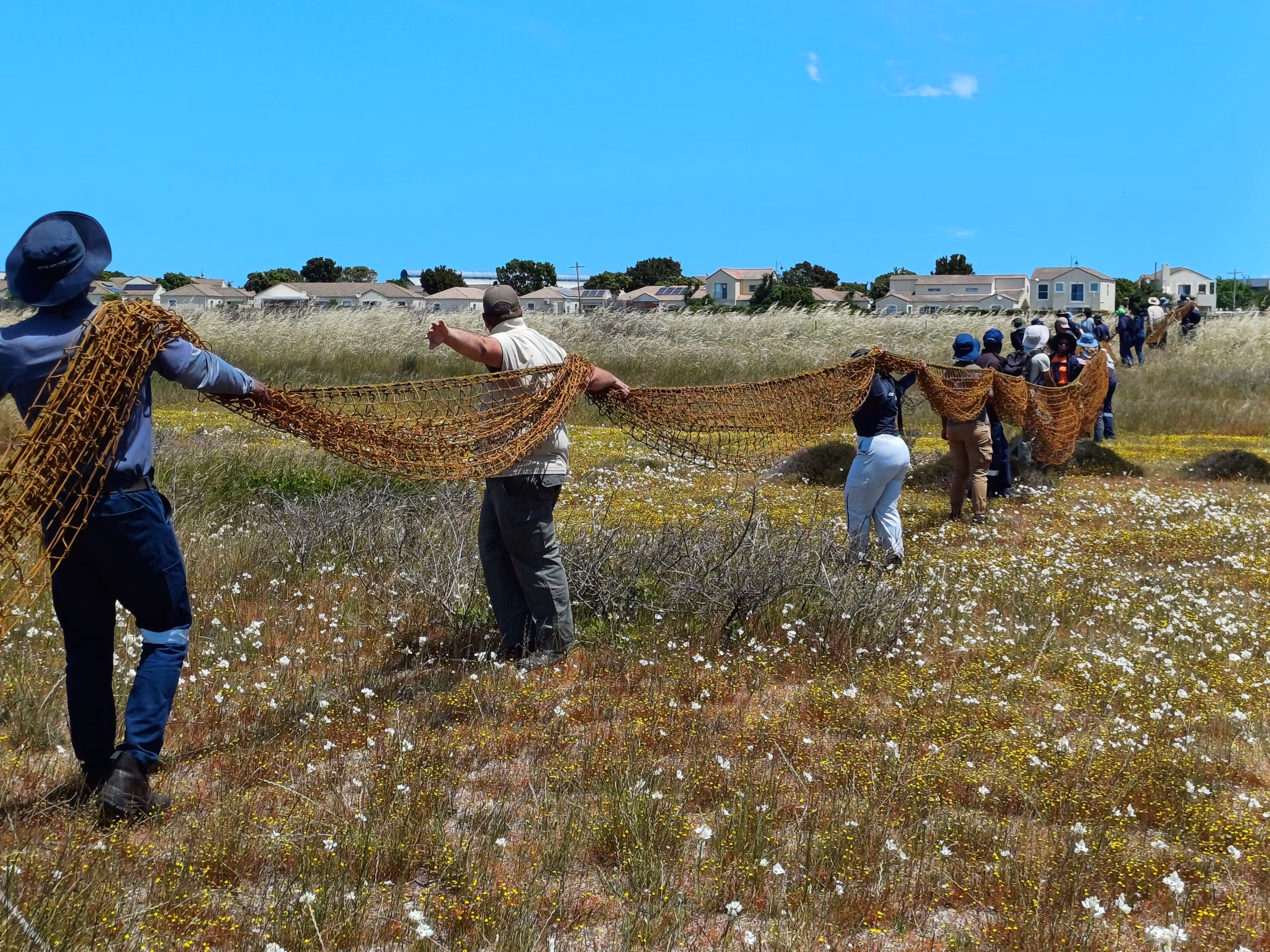 Cape Grysbok Relocation at Milnerton Racecourse Section