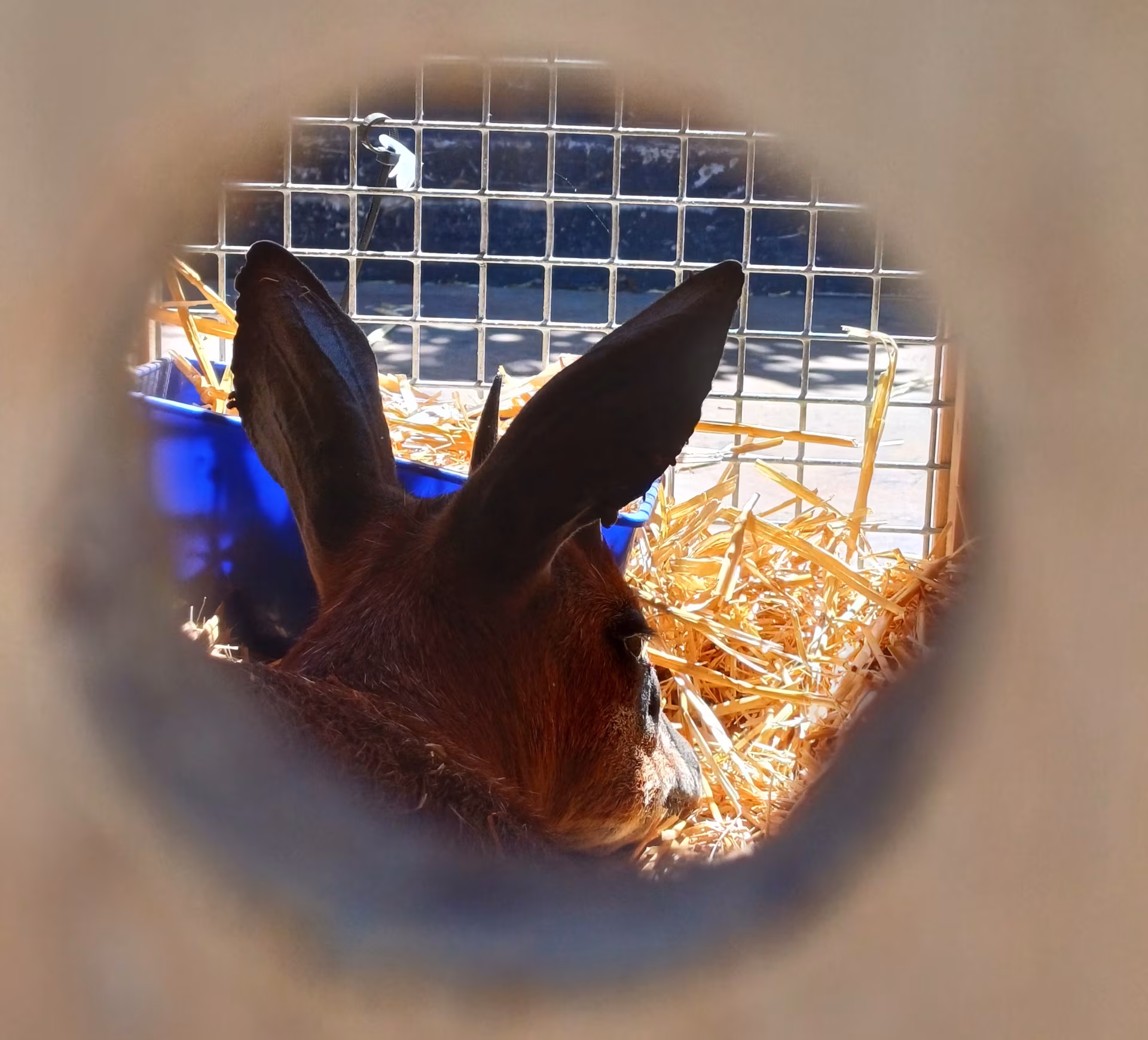 Captured Grysbok