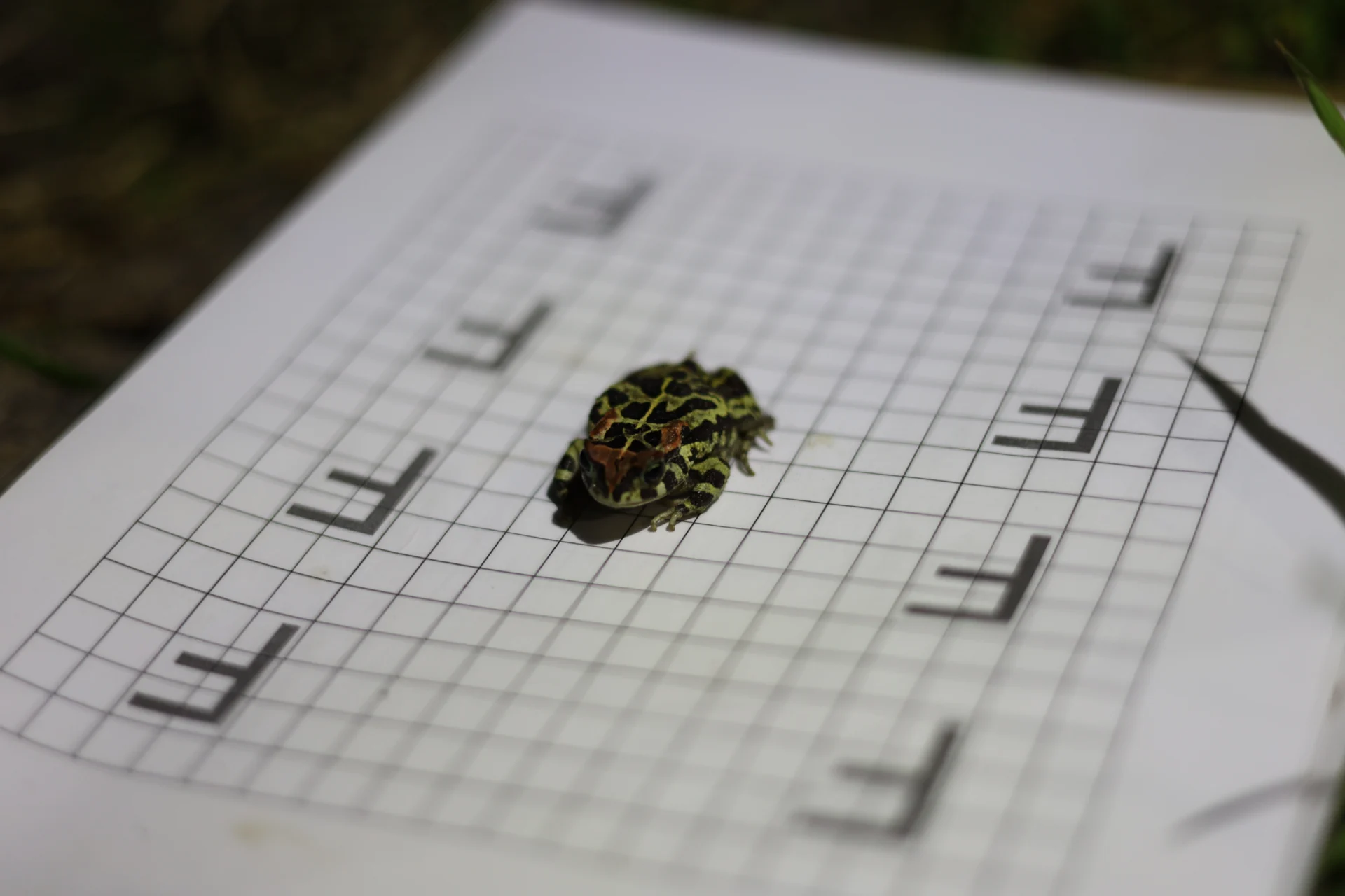 A Nature Connect and AIMS partnership is putting numbers behind the toad tunnels, photo 1
