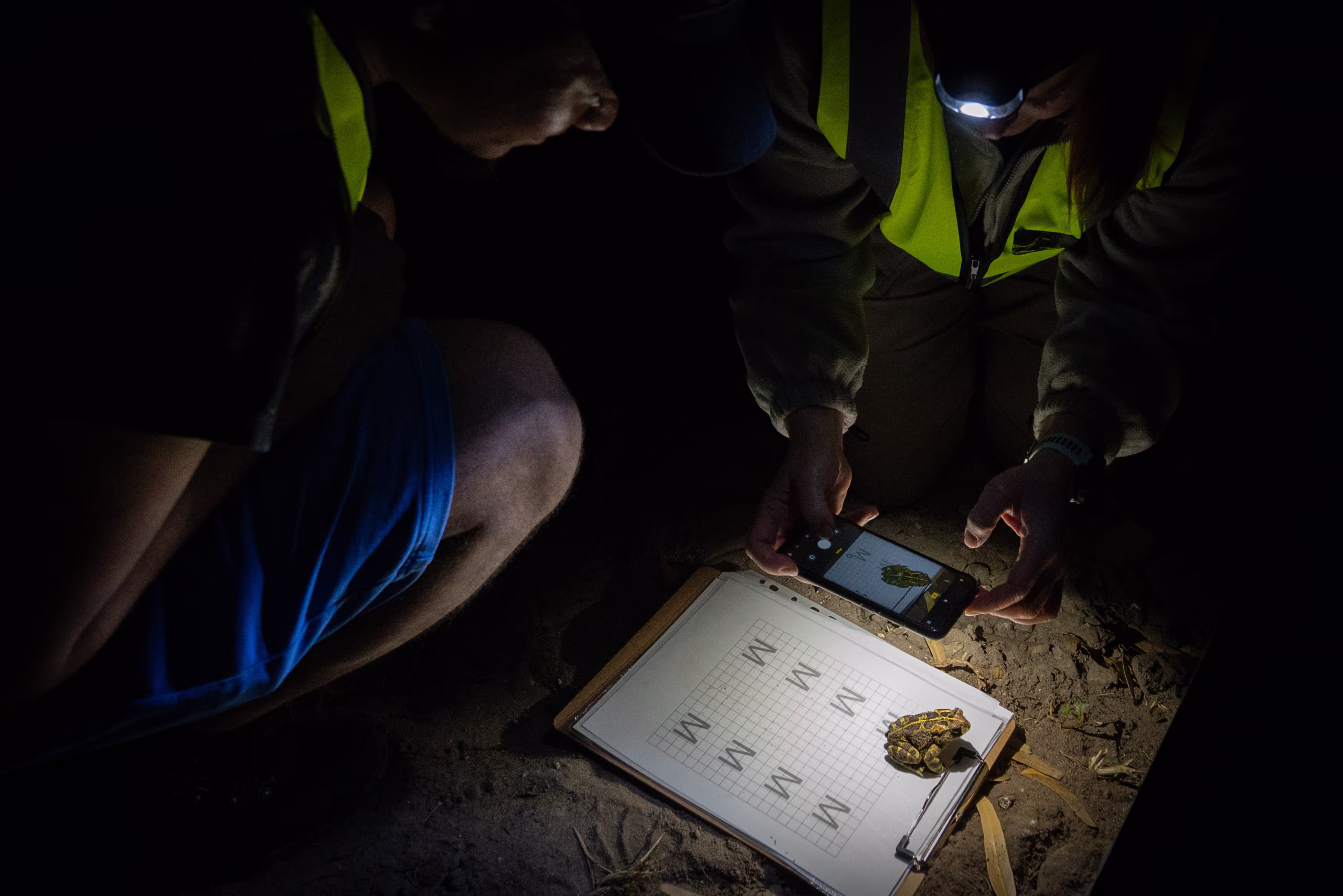 Saving Western Leopard Toads on Cape Town Roads