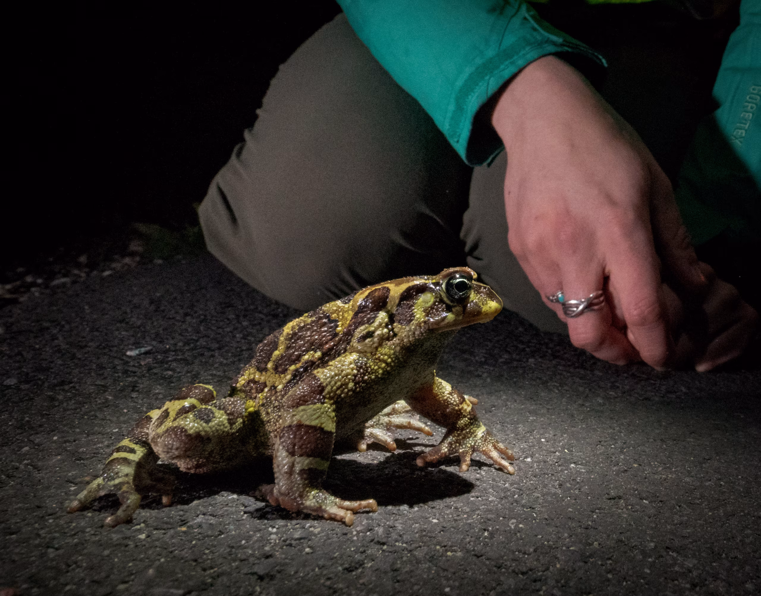 Saving Western Leopard Toads on Cape Town Roads
