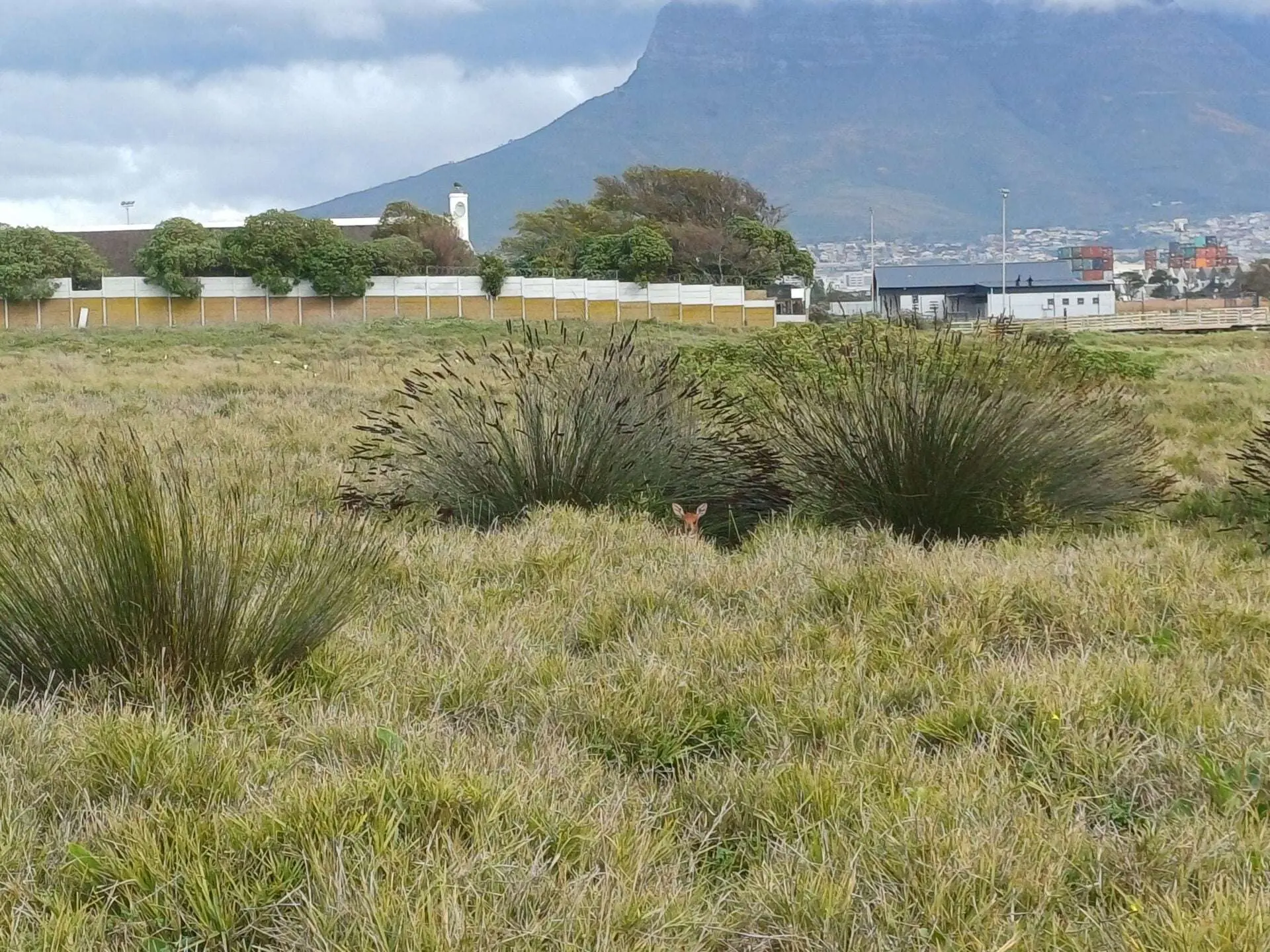 From extinction to existence: how KRCA is reviving the Erica verticillata