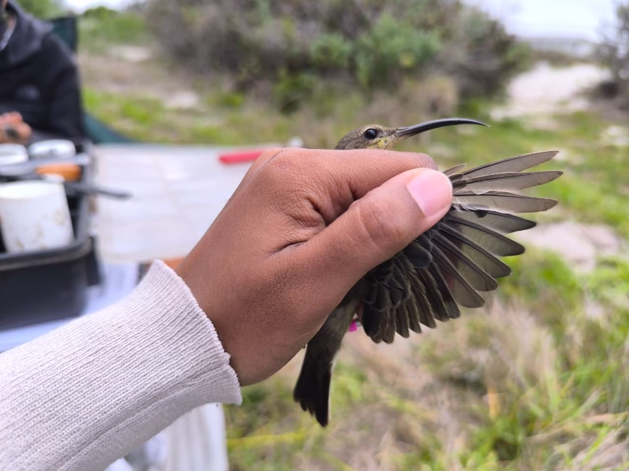 Malechite Sunbird