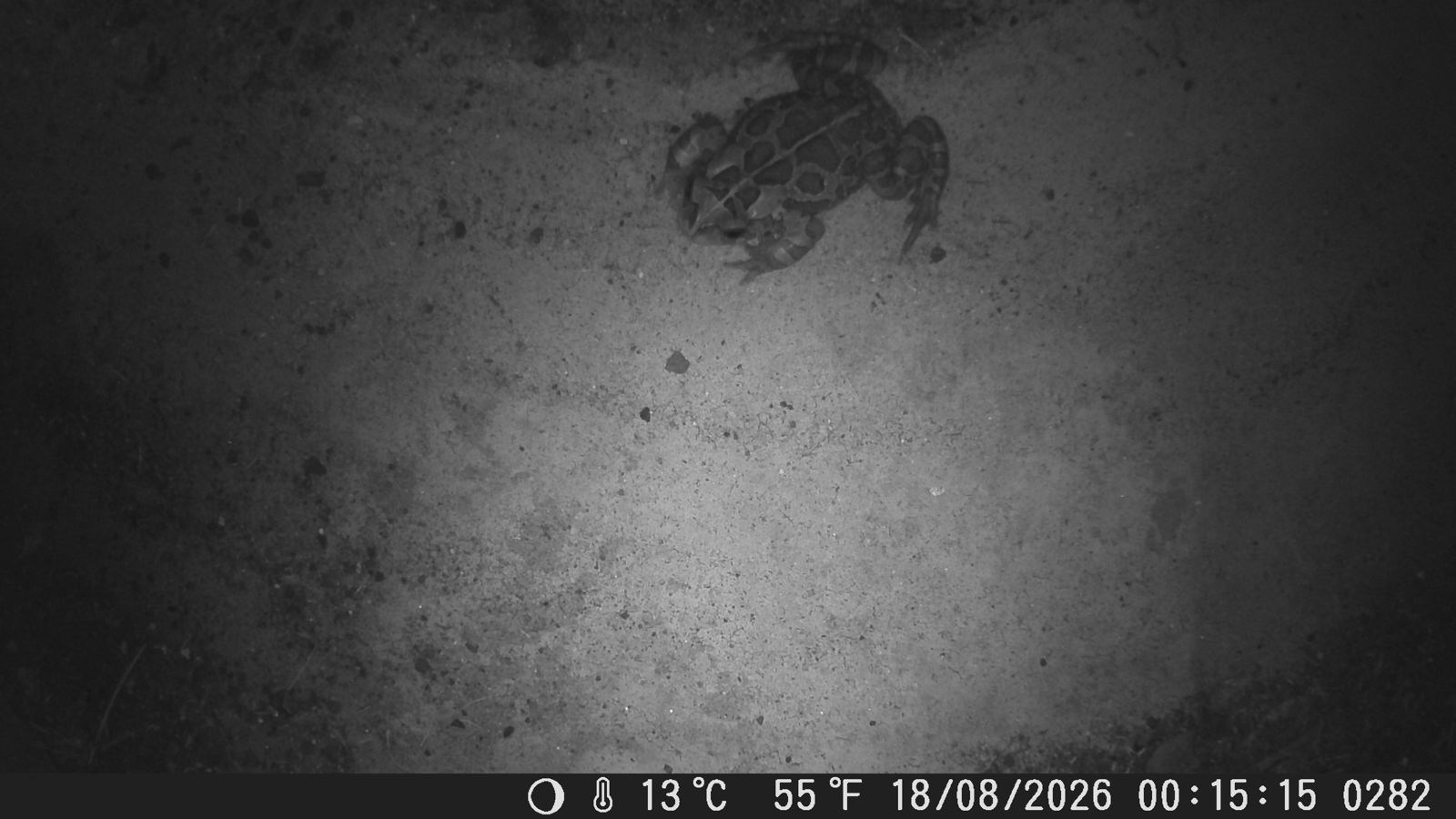 A Western Leopard Toad photographed by the camera at the Zeekoevlei end of tunnel 4 on 18 August 2026, found by Joshua Salako's model and confirmed by our team.