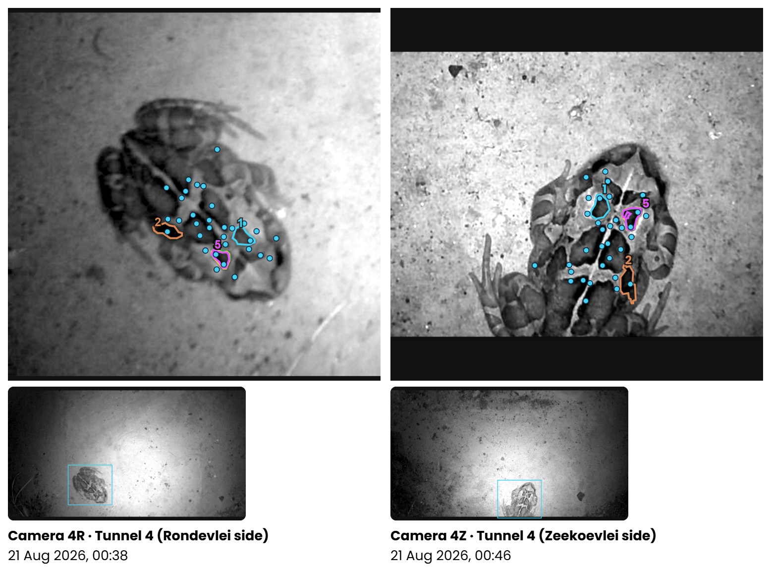 Toad T2026-7 at the Rondevlei end of tunnel 4 (left, 00:38) and the Zeekoevlei end (right, 00:46) on 21 August 2026. Blue dots are points that line up on both backs; numbered outlines are the same spot on each.