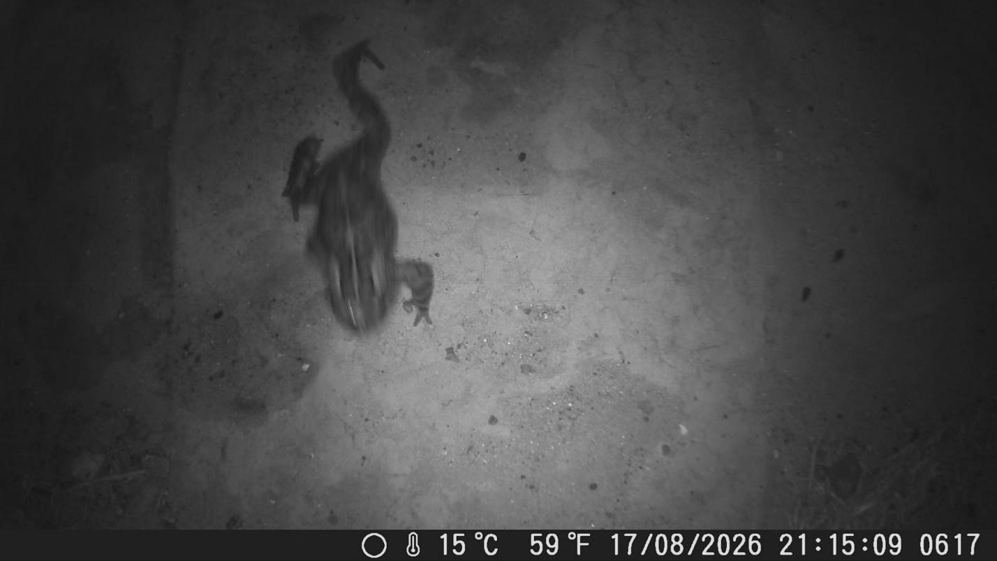 21:15:09: a Western Leopard Toad in mid-leap, blurred by its own speed.