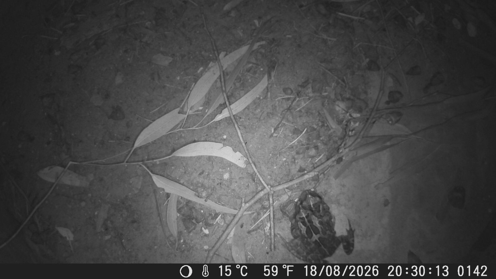 Two Western Leopard Toads in amplexus, photographed by the camera at the Rondevlei end of tunnel 6 on 18 August 2026 at 20:30.