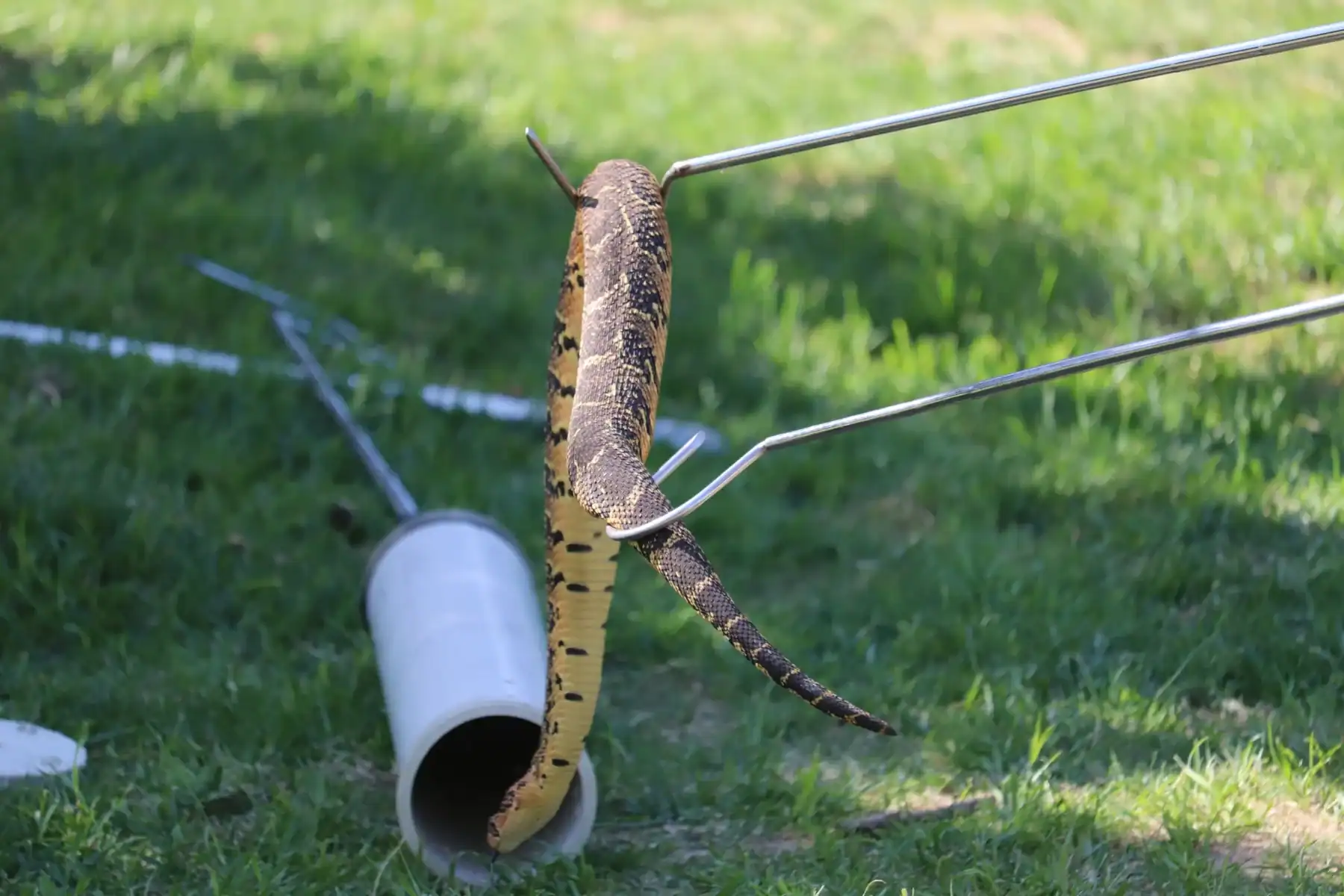 Puff Adder during snake handling training. Image by Thoriso Boase.