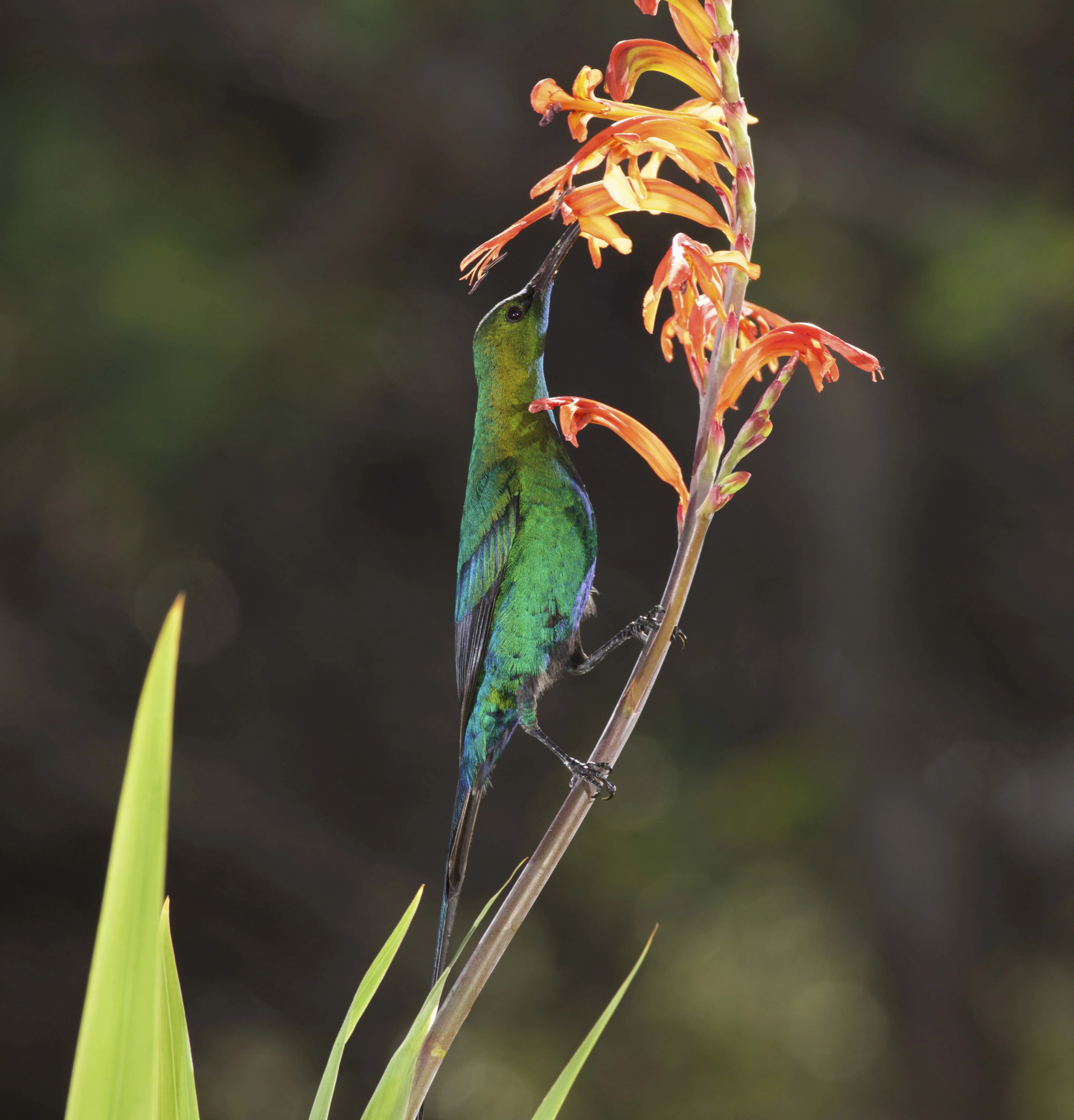 Ingcungcu Sunbird Restoration Project