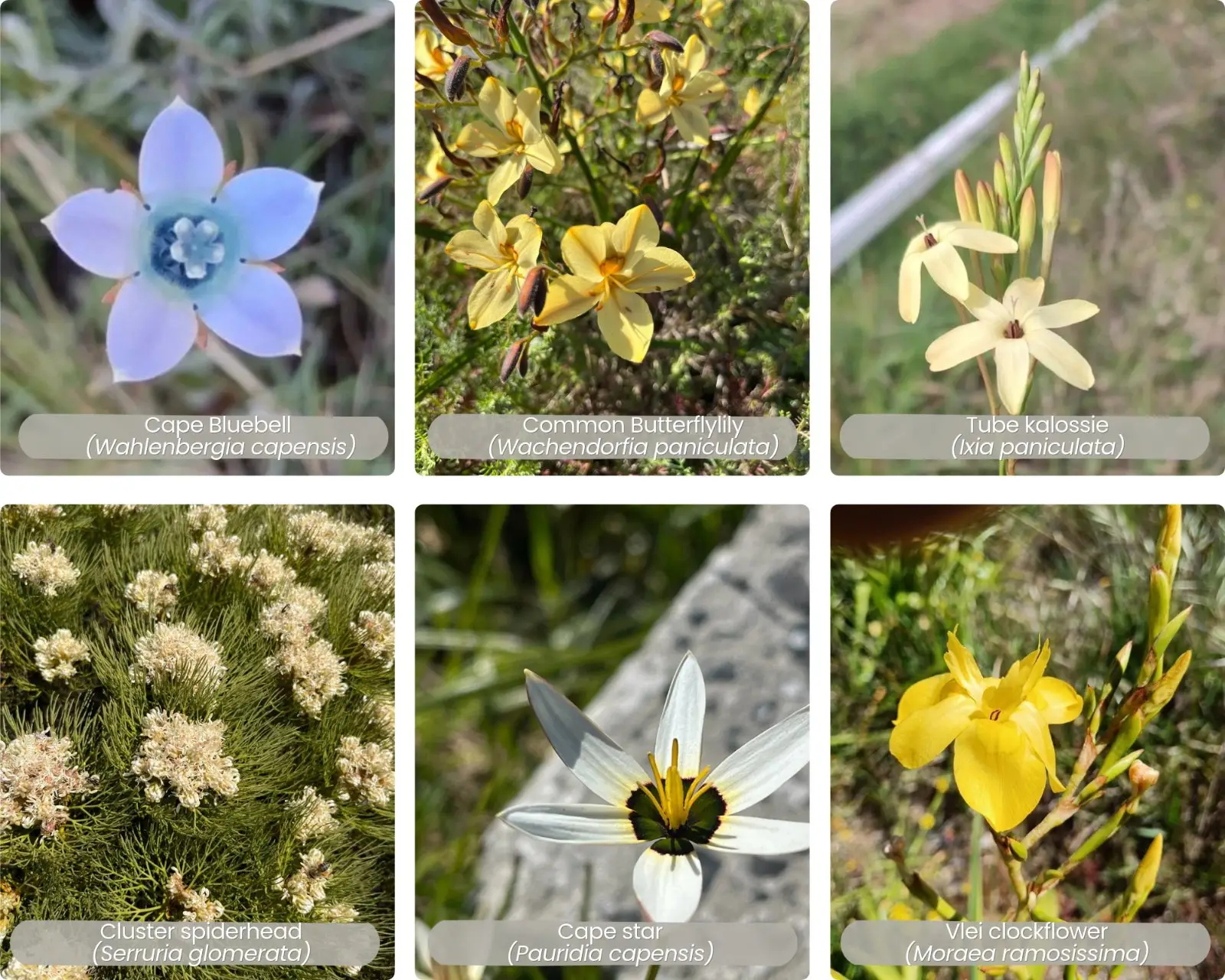 Flowering this spring at Kenilworth Racecourse Conservation Area