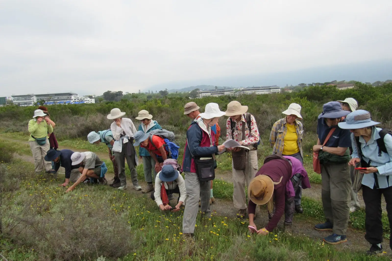 Participants of the botanical group photographing Fire storksbill (Pelagonium althaeoides) for recording onto iNaturalist