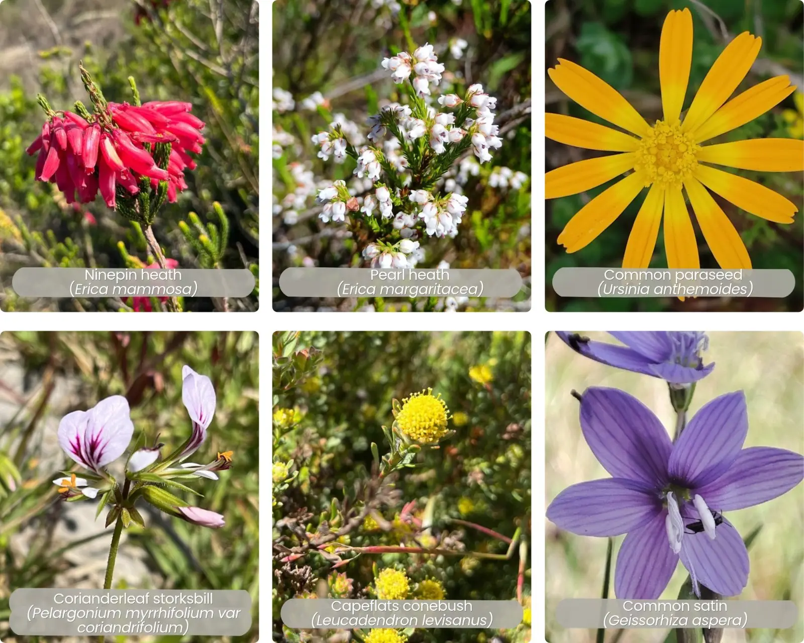 Flowering this spring season at Kenilworth Racecourse Conservation