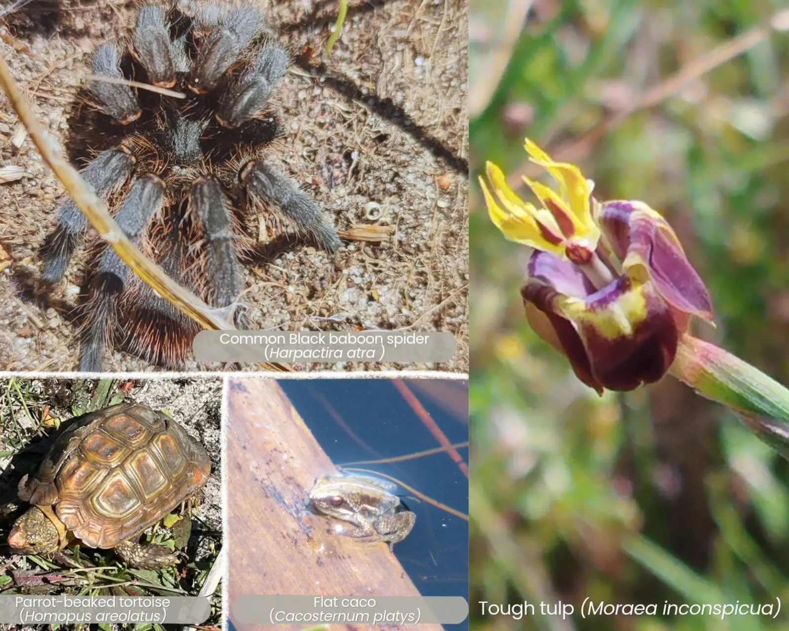 Other wildlife spotted during the walk and rare sightings of Moraea inconspicua