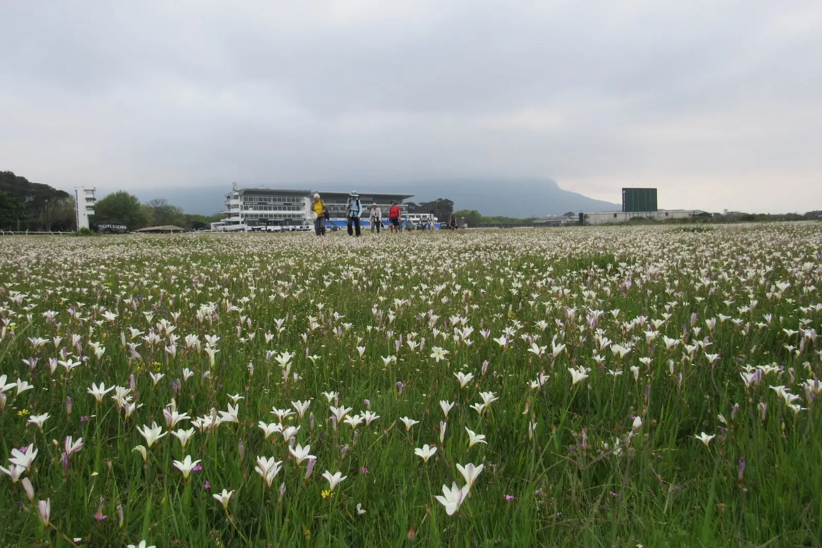 The field of Buttersilk lillies (Sparaxis bulbifera) on the property of the Kenilworth Racecourse
